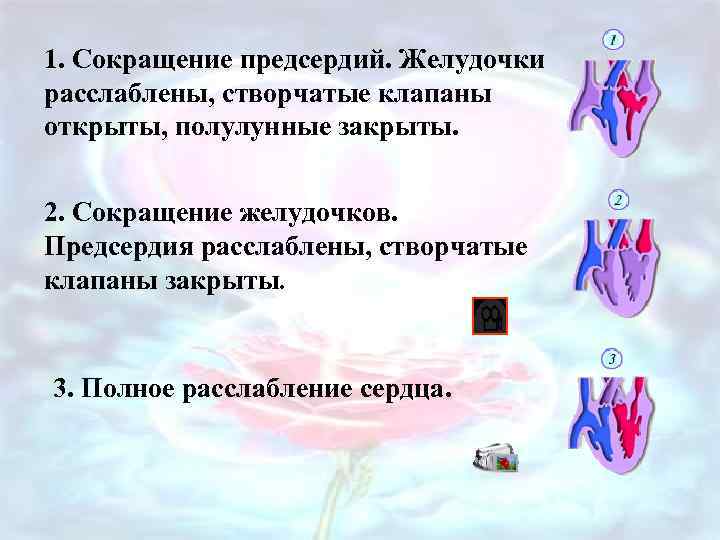 1. Сокращение предсердий. Желудочки расслаблены, створчатые клапаны открыты, полулунные закрыты. 2. Сокращение желудочков. Предсердия