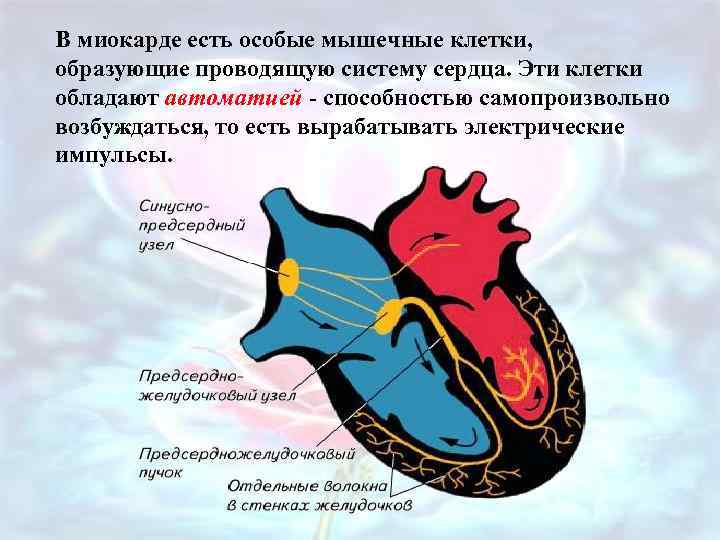 В миокарде есть особые мышечные клетки, образующие проводящую систему сердца. Эти клетки обладают автоматией