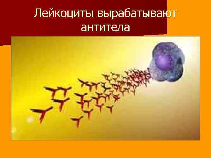 Лейкоциты вырабатывают антитела 