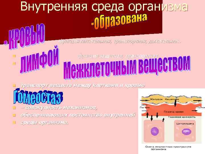Внутренняя среда организма функция питательная, транспортная, дыхательная. n – n n – функция защитная,