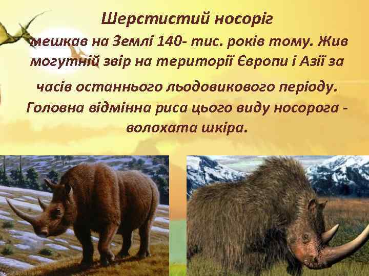 Шерстистий носоріг мешкав на Землі 140 - тис. років тому. Жив могутній звір на