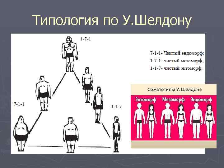 Типология по У. Шелдону 