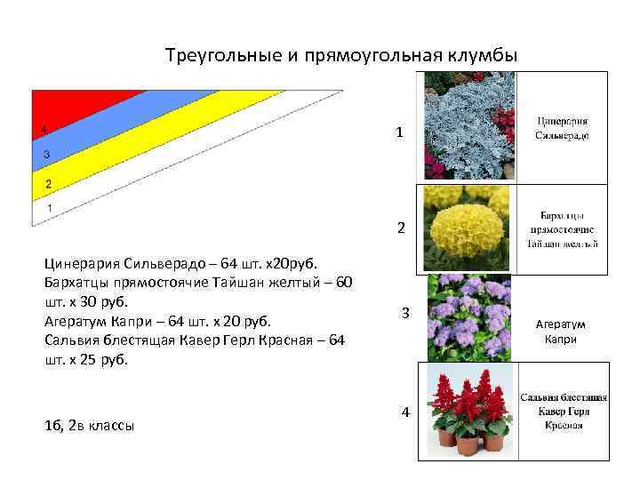 Треугольные и прямоугольная клумбы 1 2 Цинерария Сильверадо – 64 шт. х20 руб. Бархатцы