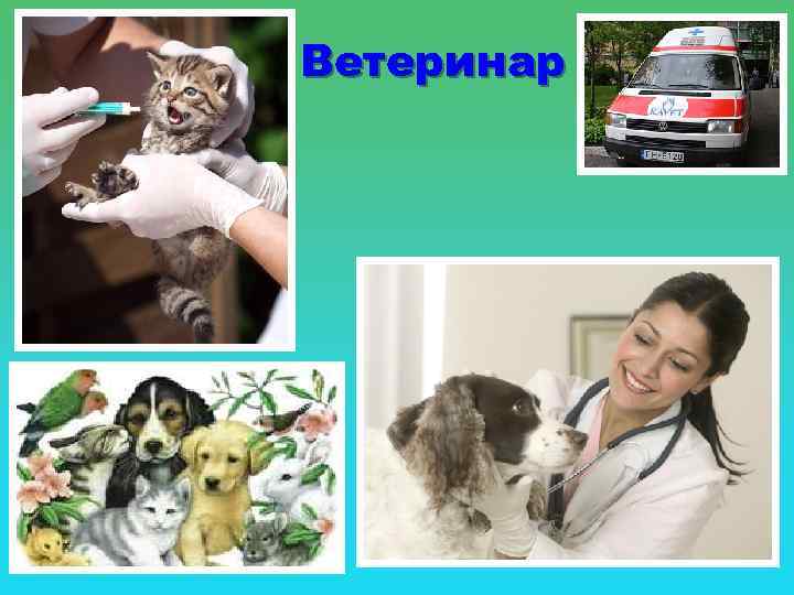 Ветеринар 