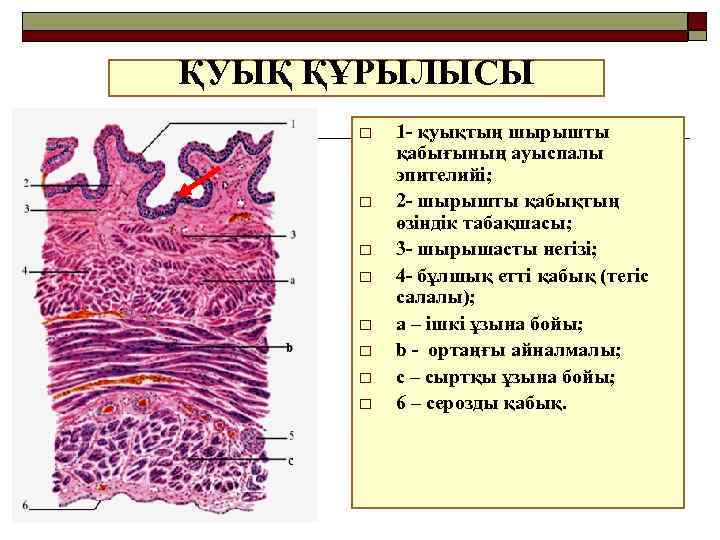 ҚУЫҚ ҚҰРЫЛЫСЫ o o o o 1 - қуықтың шырышты қабығының ауыспалы эпителийі; 2