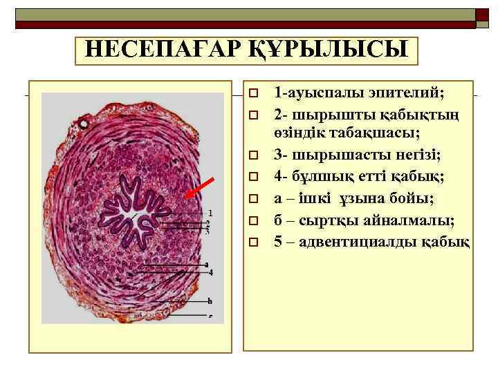 НЕСЕПАҒАР ҚҰРЫЛЫСЫ o o o o 1 -ауыспалы эпителий; 2 - шырышты қабықтың өзіндік