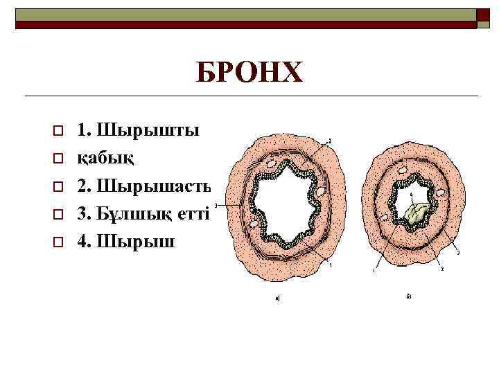 БРОНХ o o o 1. Шырышты қабық 2. Шырышасты 3. Бұлшық етті 4. Шырыш