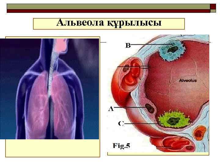 Альвеола құрылысы 