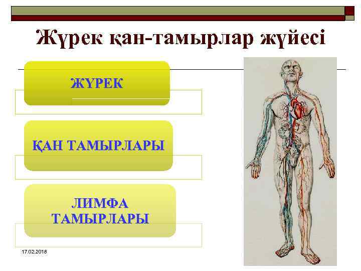 Жүрек қан-тамырлар жүйесі ЖҮРЕК ҚАН ТАМЫРЛАРЫ ЛИМФА ТАМЫРЛАРЫ 17. 02. 2018 