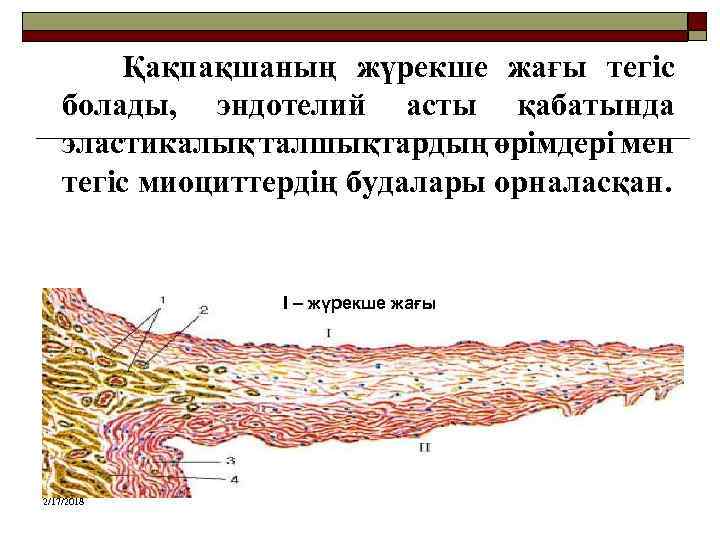 Қақпақшаның жүрекше жағы тегіс болады, эндотелий асты қабатында эластикалық талшықтардың өрімдері мен тегіс миоциттердің