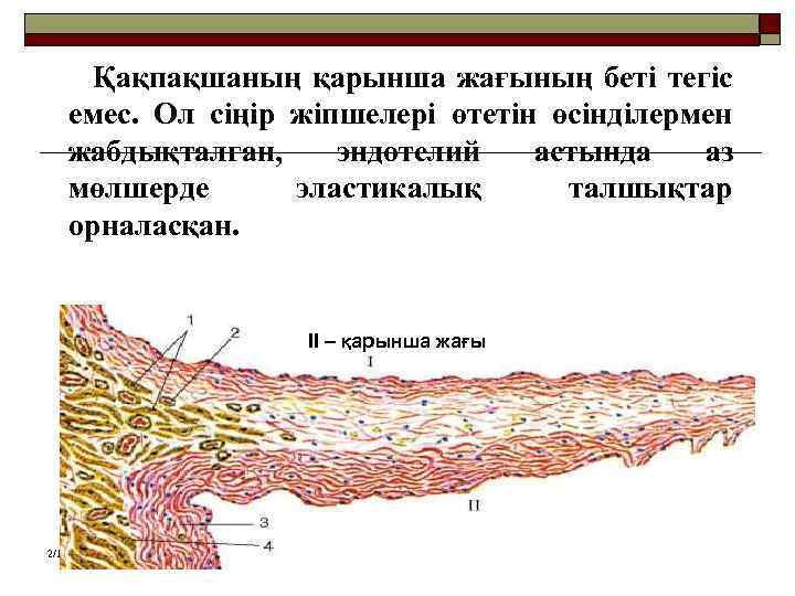 Қақпақшаның қарынша жағының беті тегіс емес. Ол сіңір жіпшелері өтетін өсінділермен жабдықталған, эндотелий астында