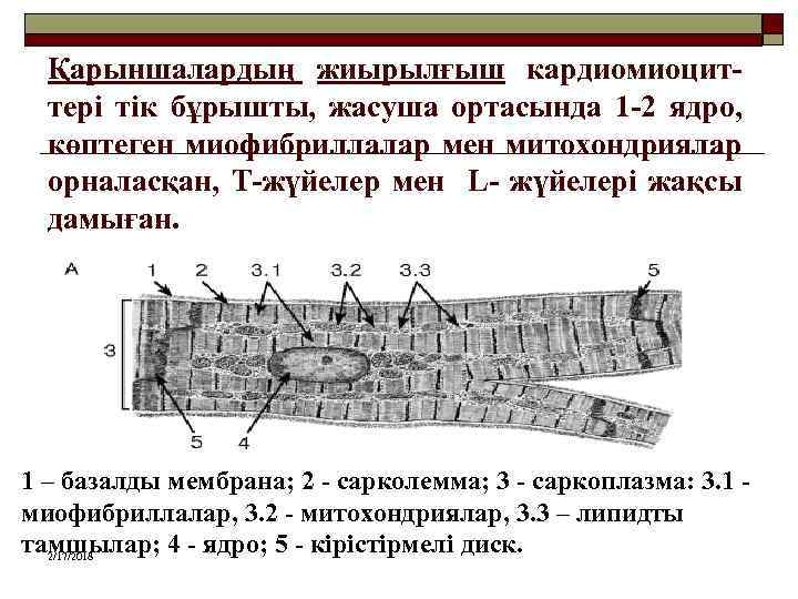 Қарыншалардың жиырылғыш кардиомиоциттері тік бұрышты, жасуша ортасында 1 -2 ядро, көптеген миофибриллалар мен митохондриялар