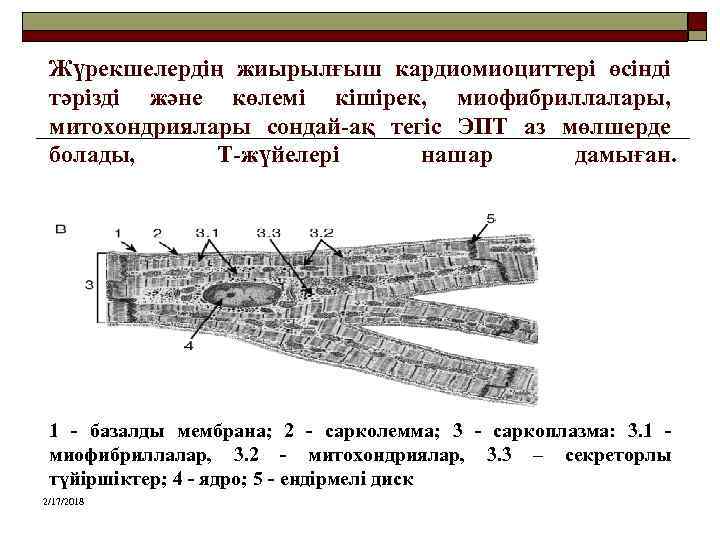 Жүрекшелердің жиырылғыш кардиомиоциттері өсінді тәрізді және көлемі кішірек, миофибриллалары, митохондриялары сондай-ақ тегіс ЭПТ аз