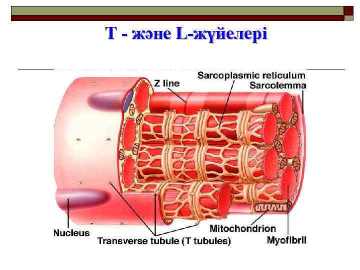 Т - және L-жүйелері 