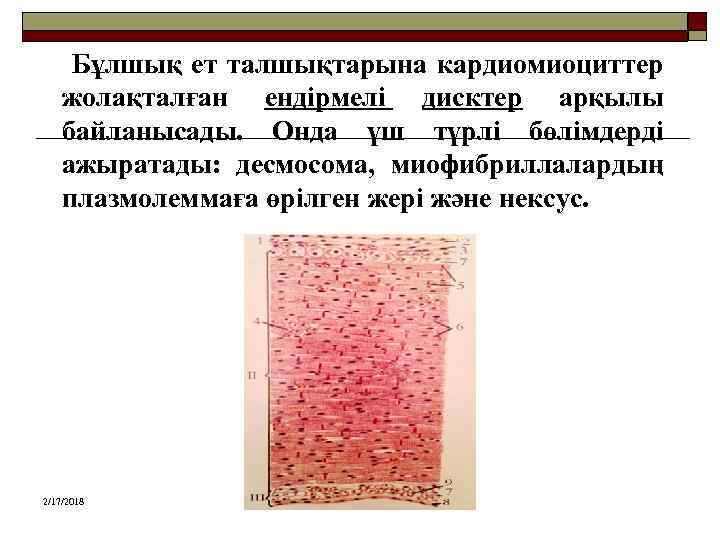 Бұлшық ет талшықтарына кардиомиоциттер жолақталған ендірмелі дисктер арқылы байланысады. Онда үш түрлі бөлімдерді ажыратады: