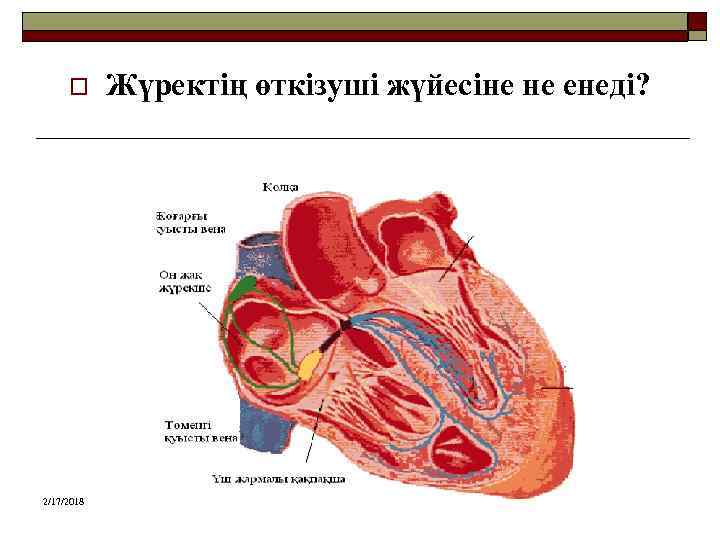 o 2/17/2018 Жүректің өткізуші жүйесіне не енеді? 