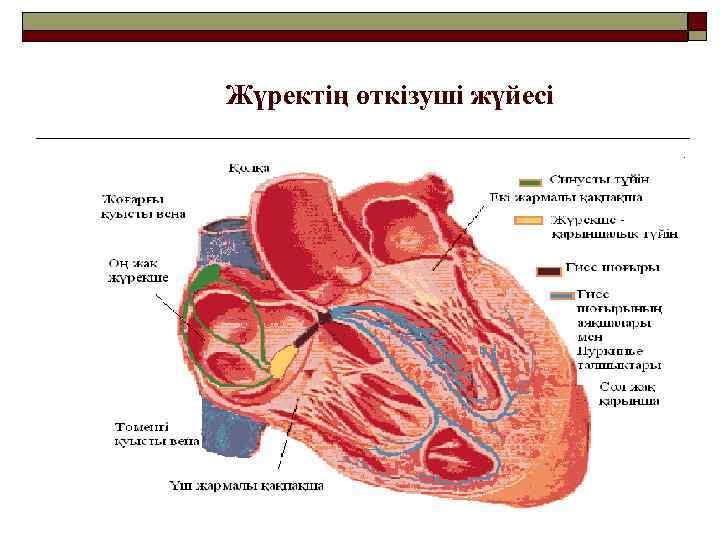 Жүректің өткізуші жүйесі 