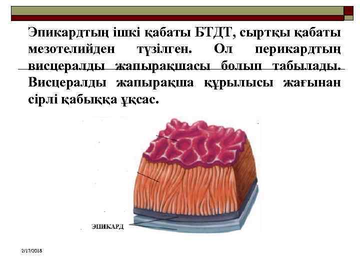 Эпикардтың ішкі қабаты БТДТ, сыртқы қабаты мезотелийден түзілген. Ол перикардтың висцералды жапырақшасы болып табылады.