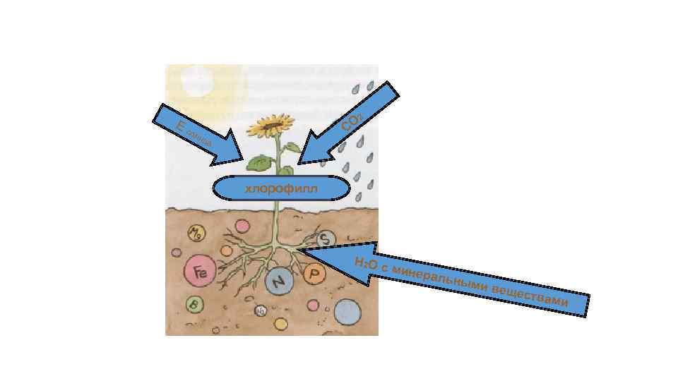 Ес ол О 2 С нц а хлорофилл Н 2 О с минер альны