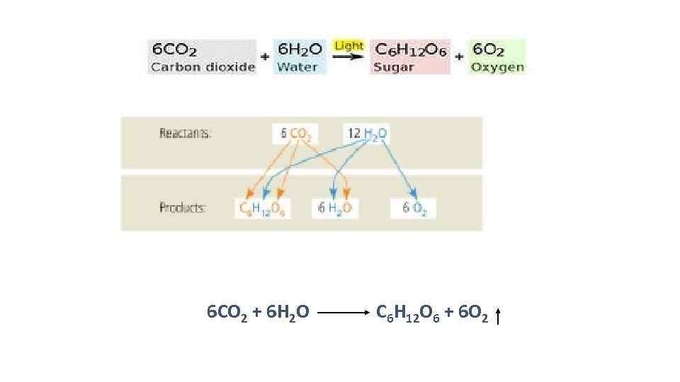 6 СО 2 + 6 Н 2 О С 6 Н 12 О 6