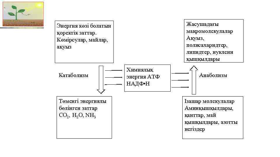 Жасушадағы макромолекулалар Ақуыз, полисахаридтер, липидтер, нуклеин қышқылдары Энергия көзі болатын қоректік заттар. Көмірсулар, майлар,