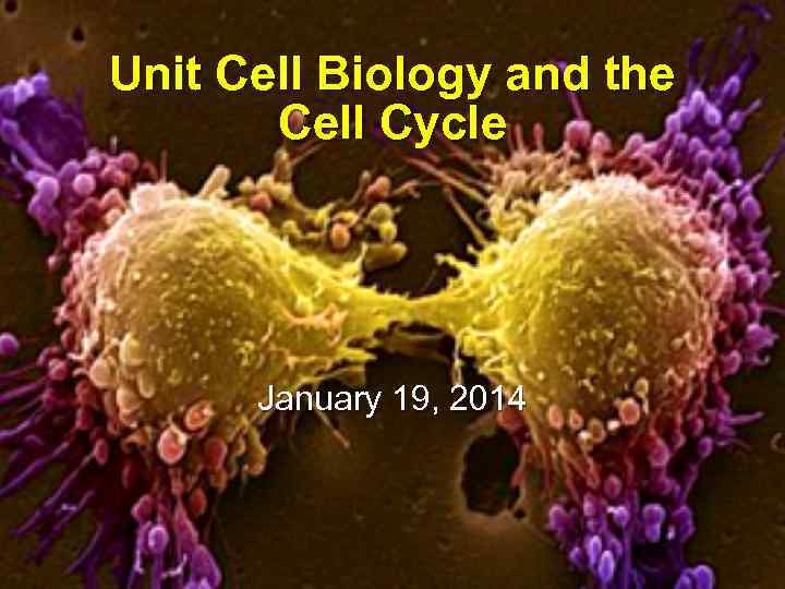Unit Cell Biology and the Cell Cycle January 19, 2014 