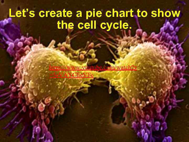 Let’s create a pie chart to show the cell cycle. https: //www. youtube. com/watch?