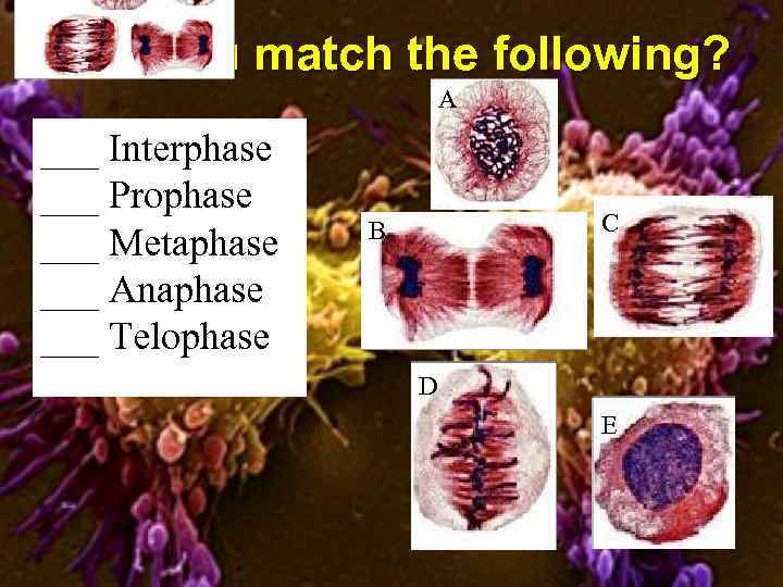 Can you match the following? A ___ Interphase ___ Prophase ___ Metaphase ___ Anaphase