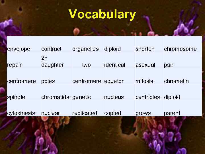 Vocabulary envelope contract repair 2 n daughter centromere poles organelles diploid two identical centromere