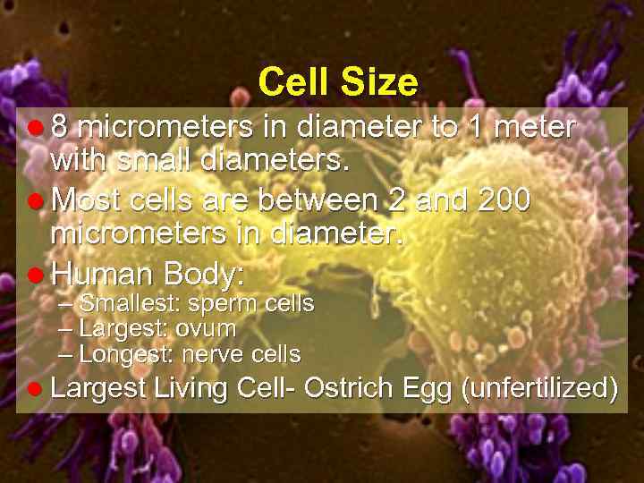Unit Cell Biology and the Cell Cycle January