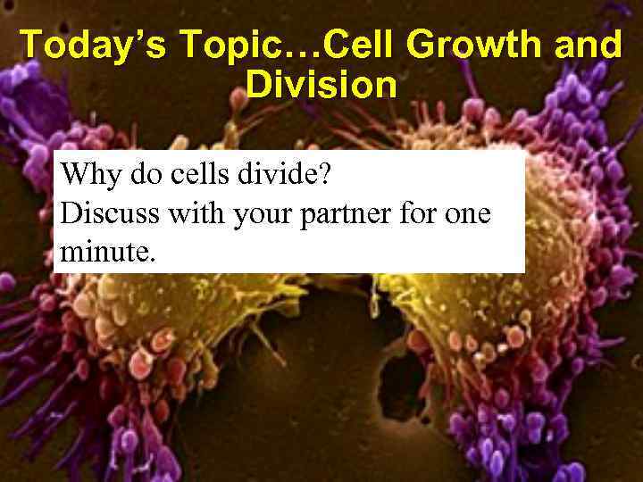 Today’s Topic…Cell Growth and Division Why do cells divide? Discuss with your partner for