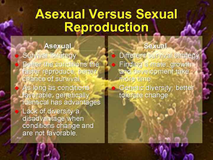 Asexual Versus Sexual Reproduction l l Asexual Survival Strategy Better the conditions the faster