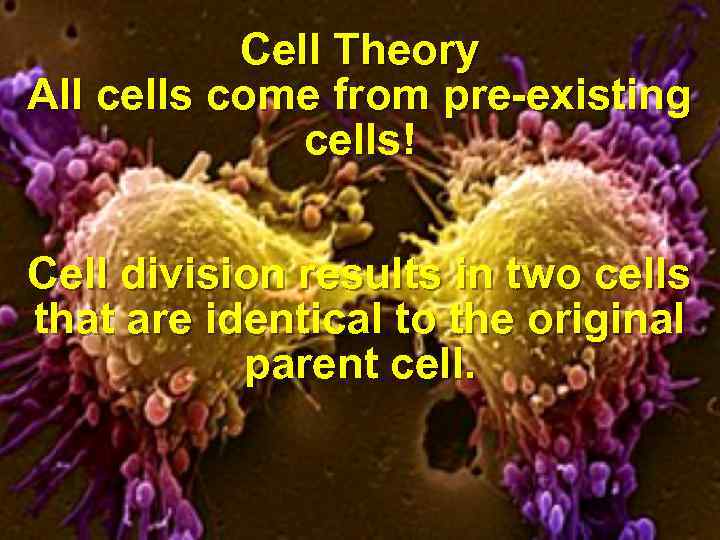 Cell Theory All cells come from pre-existing cells! Cell division results in two cells