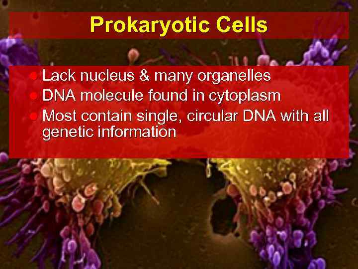 Prokaryotic Cells l Lack nucleus & many organelles l DNA molecule found in cytoplasm