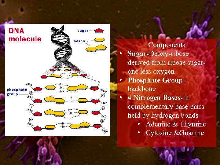 Components • Sugar-Deoxy-ribose – derived from ribose sugarone less oxygen • Phosphate Group backbone