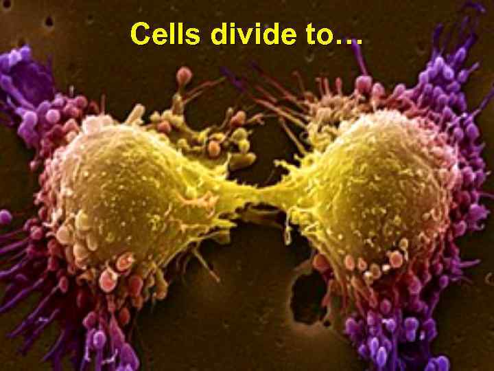 Cells divide to… 