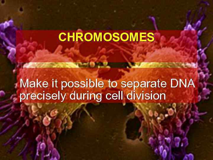 CHROMOSOMES Make it possible to separate DNA precisely during cell division 