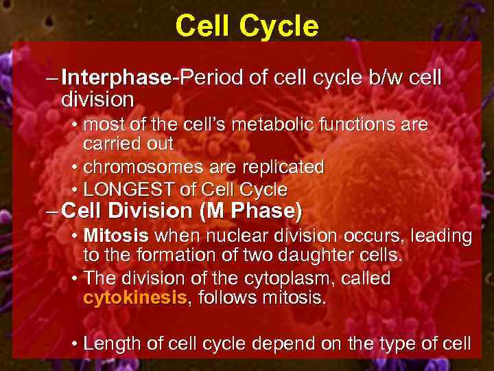 Cell Cycle – Interphase-Period of cell cycle b/w cell division • most of the