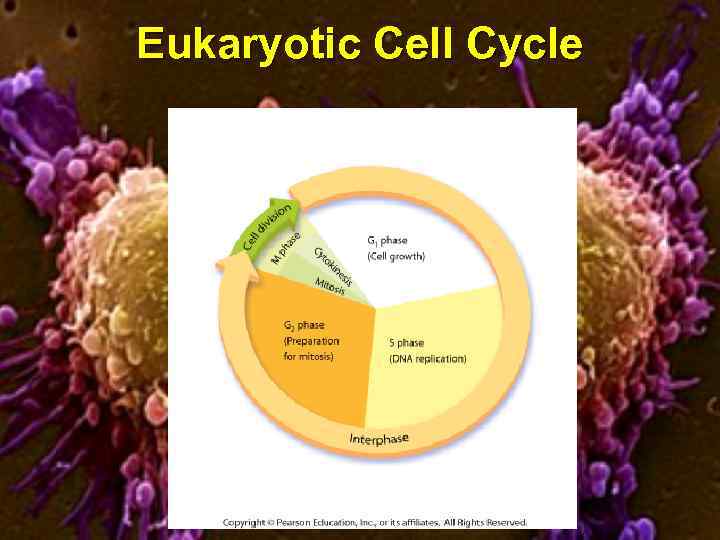 Eukaryotic Cell Cycle 