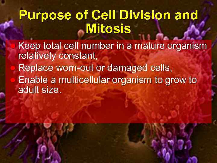 Purpose of Cell Division and Mitosis l Keep total cell number in a mature