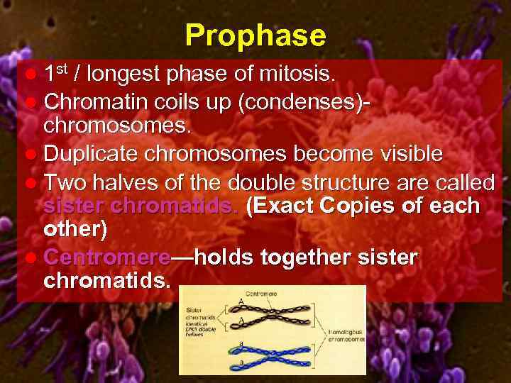 Prophase l 1 st / longest phase of mitosis. l Chromatin coils up (condenses)chromosomes.