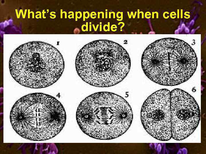 What’s happening when cells divide? 