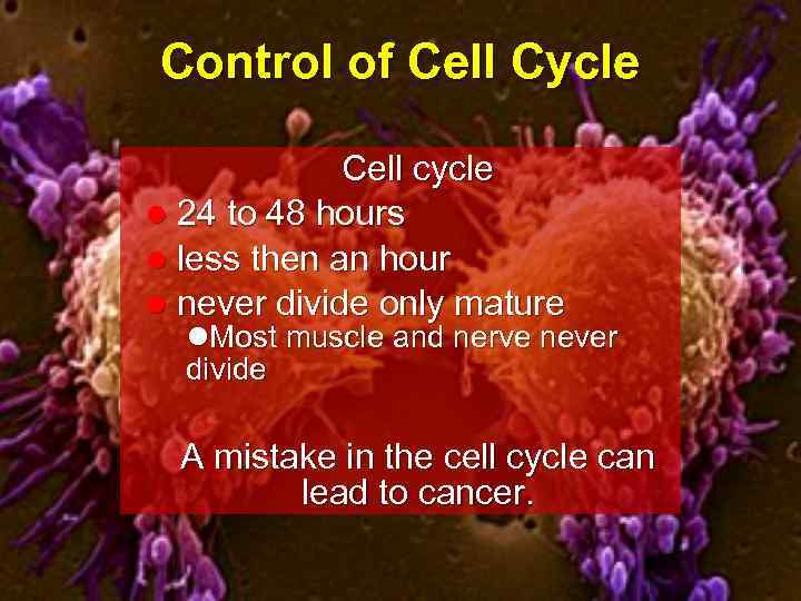 Control of Cell Cycle Cell cycle l 24 to 48 hours l less then