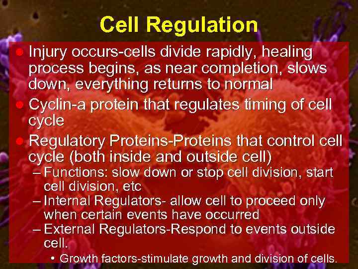 Cell Regulation l Injury occurs-cells divide rapidly, healing process begins, as near completion, slows
