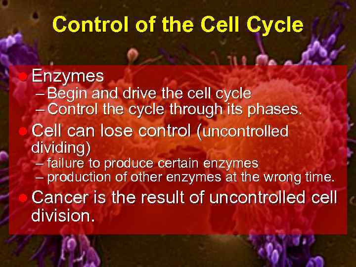 Control of the Cell Cycle l Enzymes – Begin and drive the cell cycle