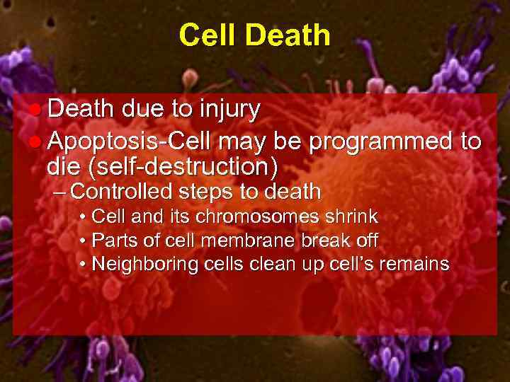 Cell Death due to injury l Apoptosis-Cell may be programmed to die (self-destruction) –
