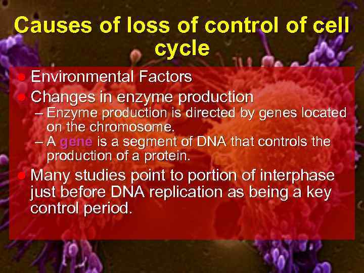 Causes of loss of control of cell cycle l Environmental Factors l Changes in