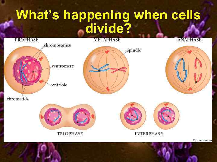 What’s happening when cells divide? 