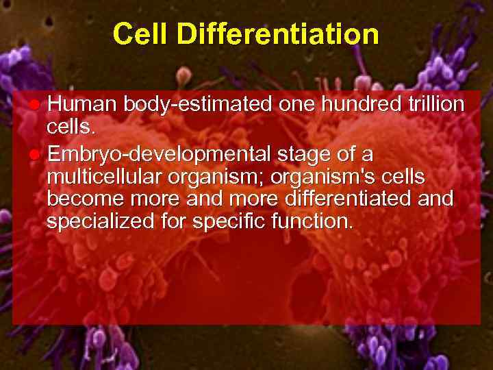Cell Differentiation l Human body-estimated one hundred trillion cells. l Embryo-developmental stage of a