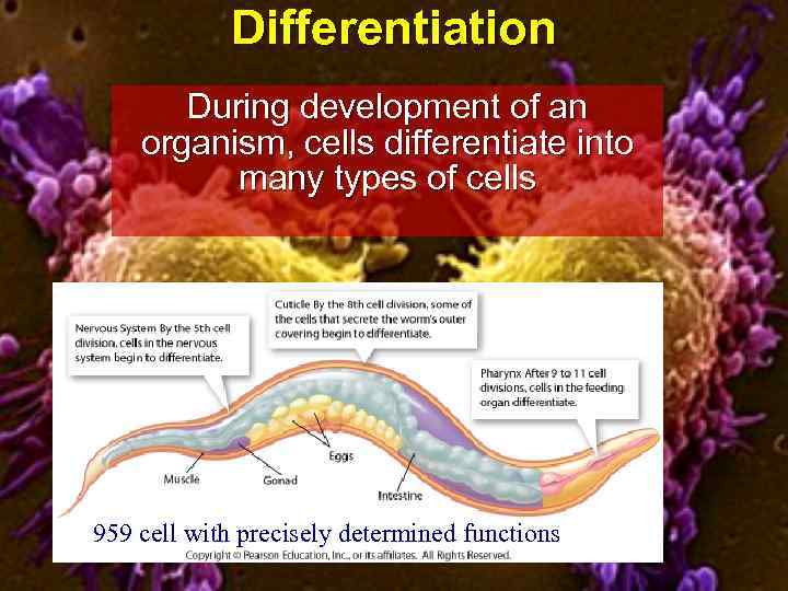 Differentiation During development of an organism, cells differentiate into many types of cells 9959